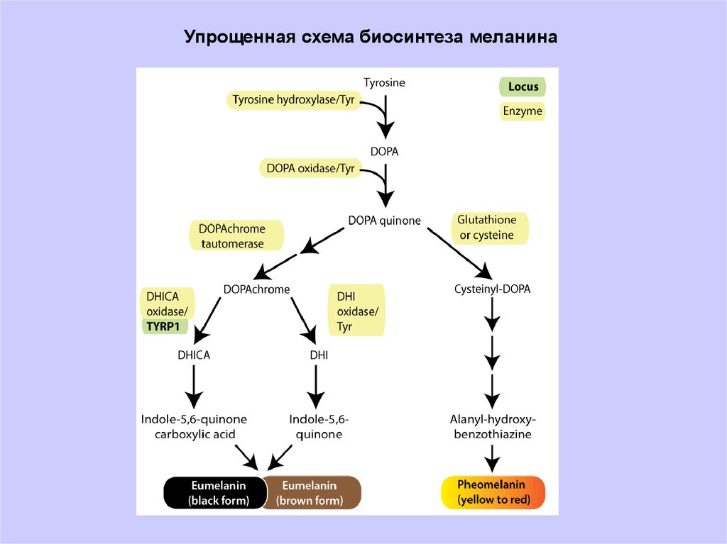 В каком слое кожи синтезируется меланин