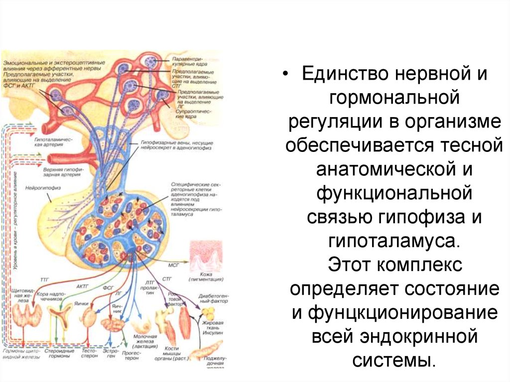 Гормон центральной нервной системы. Единство нервной и гуморальной регуляции: гипоталамус – гипофиз.. Гормоны гипоталамо-гипофизарной системы. Гипоталамо-гипофизарная система функциональные взаимосвязи. Схему связей в гипоталамо-гипофизарной системе.