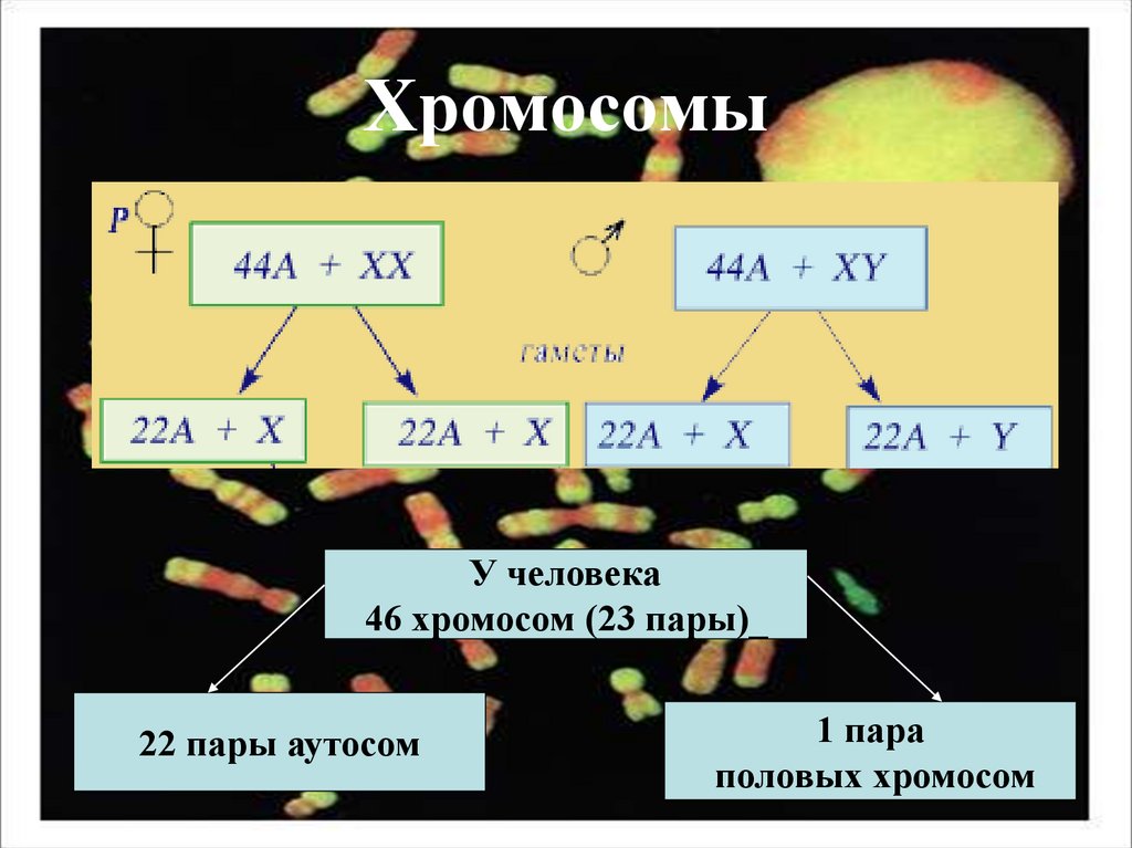 Сколько хромосом аутосом. Половые хромосомы. Роль половых хромосом. 22 Пары хромосом. Сколько аутосом у человека.