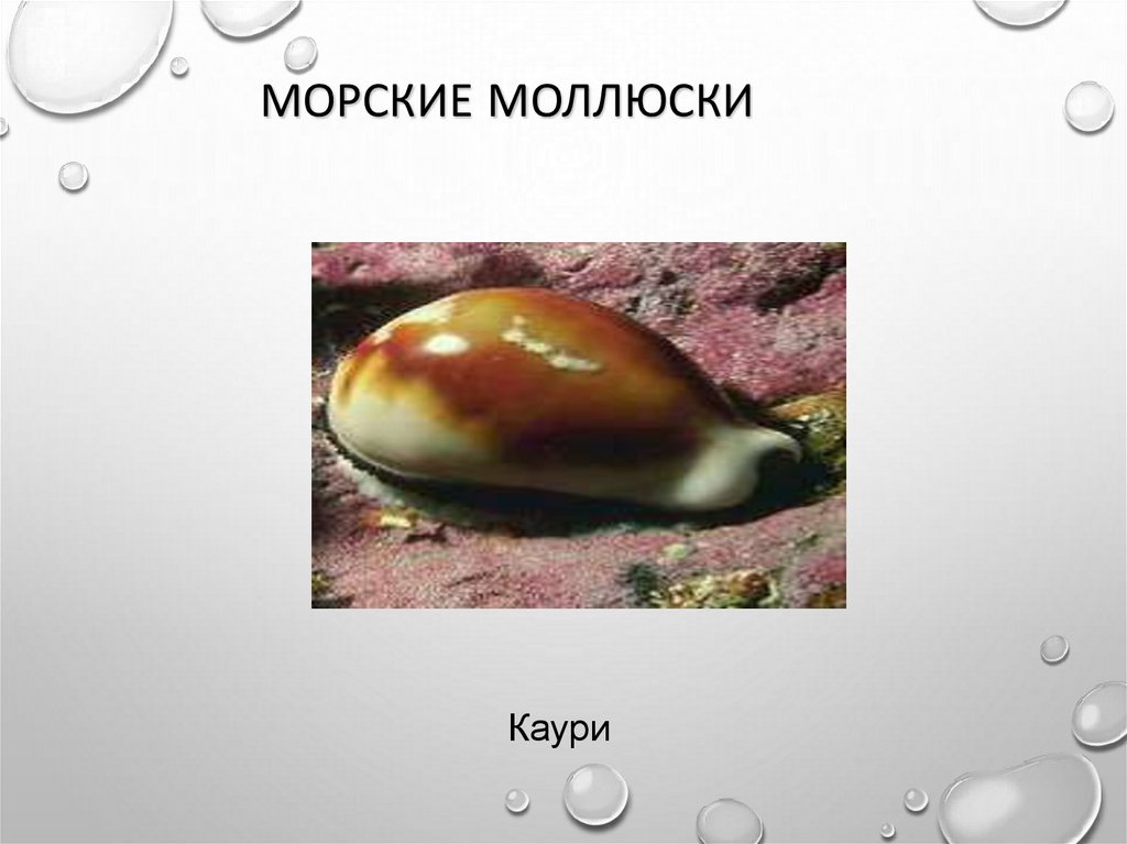 Среда обитания моллюсков. Класс брюхоногие моллюски или улитки. Представители молюсок. Прудовик среда обитания. Презентация ядовитые моллюски.