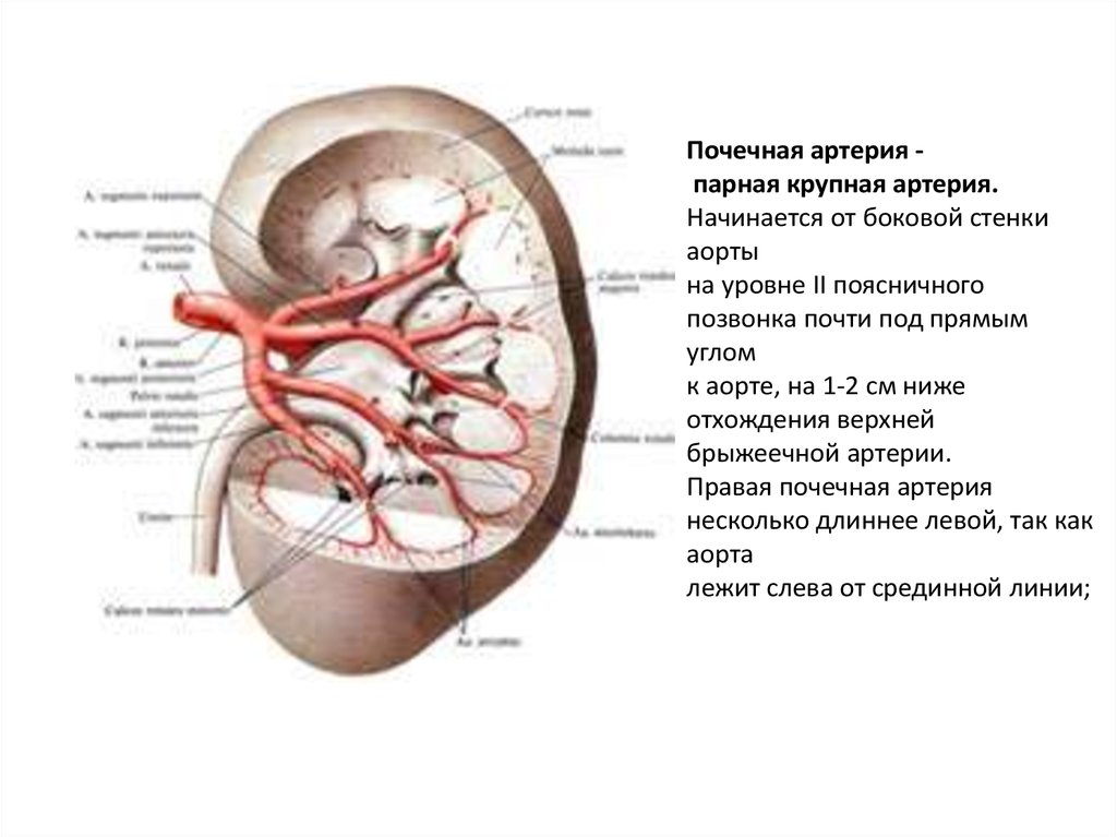 Какие сосуды почечные артерии. Нормальные показатели артерии почек. Отхождение почечных артерий. Почечная Вена брюшная аорта. Уровень отхождения почечной артерии.