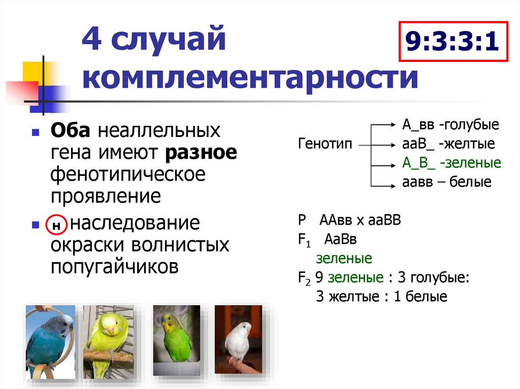 Взаимодействие генов презентация 10 класс