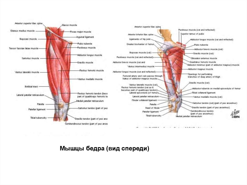 Мышцы бедра схема