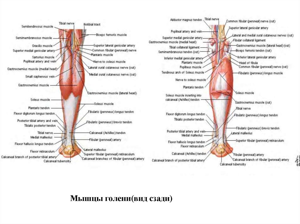 Голень ноги человека схема