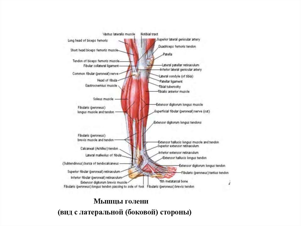 Состав голени человека