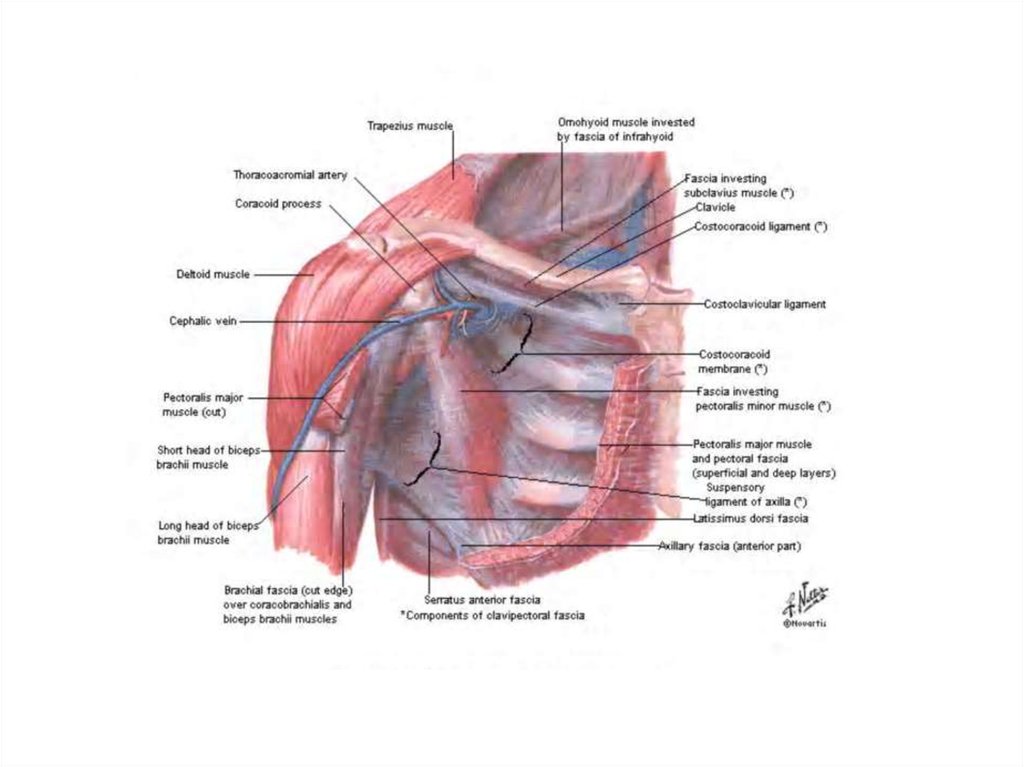 Анатомия верхней конечности Неттер