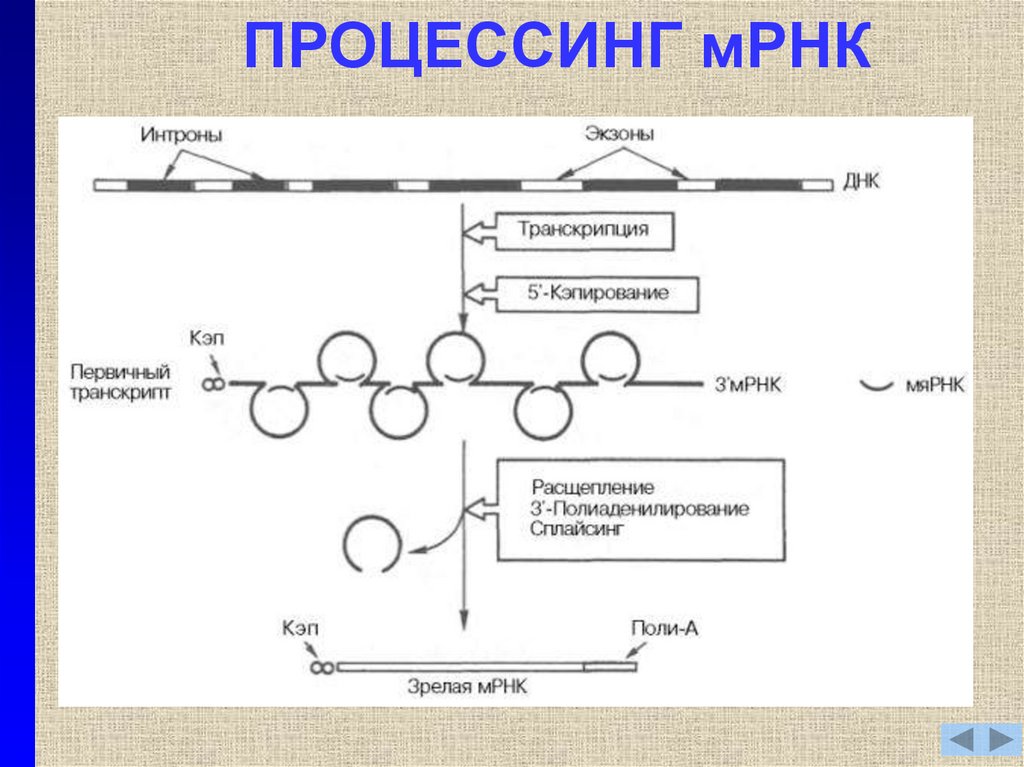 Процессинг синтез. Процессинг пре-МРНК. Схема процессинга РНК. Процессинг МРНК схема. Процессинг и сплайсинг в биологии.