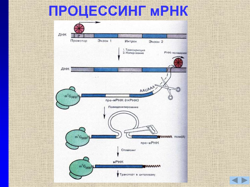 Процесс созревание рнк. Процессинг МРНК созревание. Процессинг пре-МРНК У эукариот. Процессинг информационной РНК схема. Процессинг пре-МРНК.