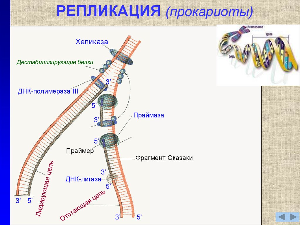 Ферменты репликации эукариот. Репликация ДНК У прокариот схема. Терминация репликации прокариот. Схема репликации ДНК эукариот. Репликация ДНК У прокариот.