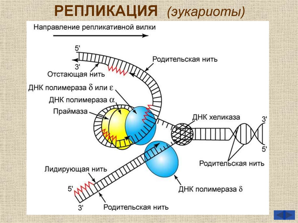 Днк эукариот. Схема репликации ДНК эукариот. Этапы репликации ДНК эукариот. Репликационная вилка эукариот. Основные этапы репликации ДНК эукариот.