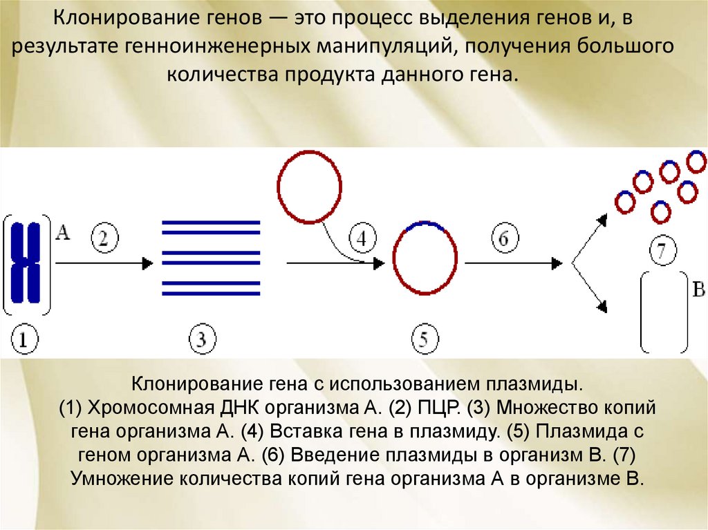 Молекулярное клонирование картинки