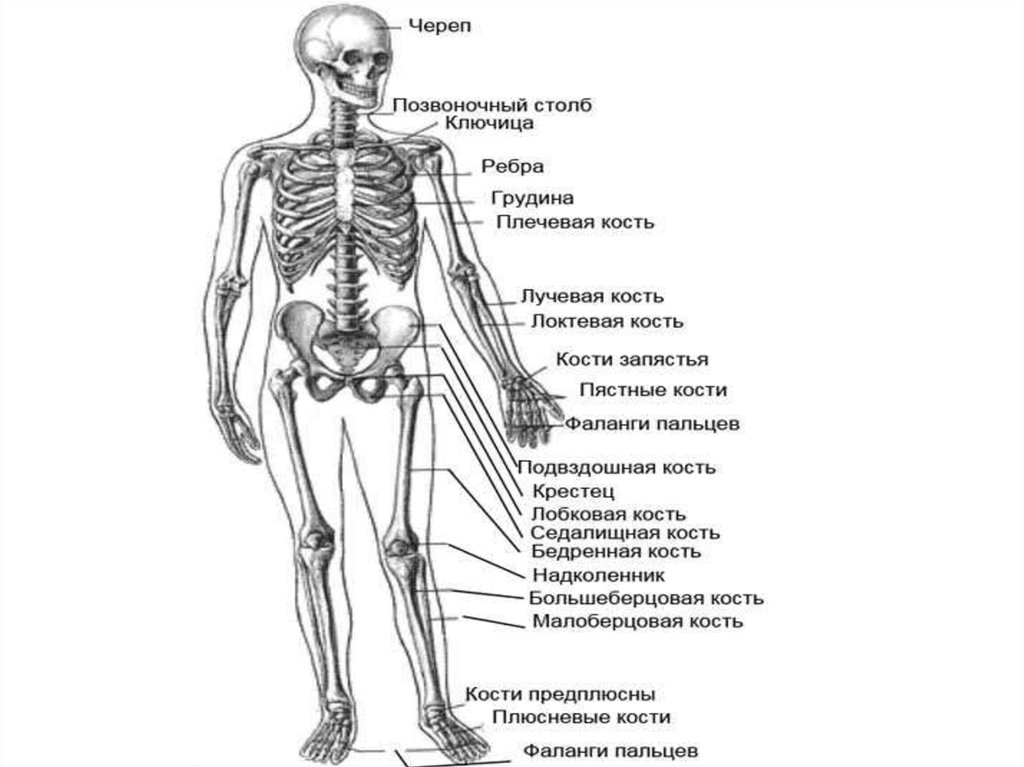 Опорно двигательная система презентация анатомия