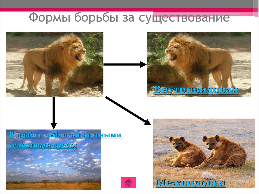 Презентация по биологии борьба за существование 11 класс