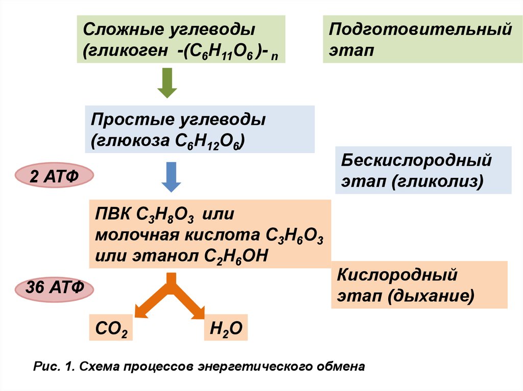 Кислородный бескислородный этап энергетического обмена