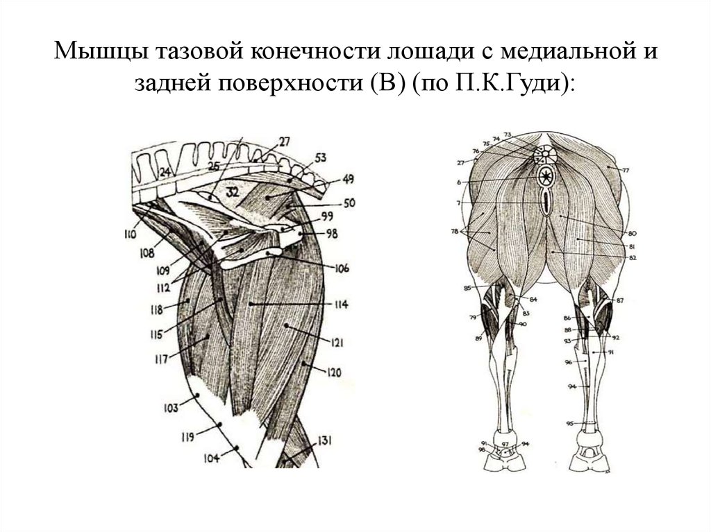 Мышцы тазовой конечности лошади с медиальной и задней поверхности (В) (по П.К.Гуди):