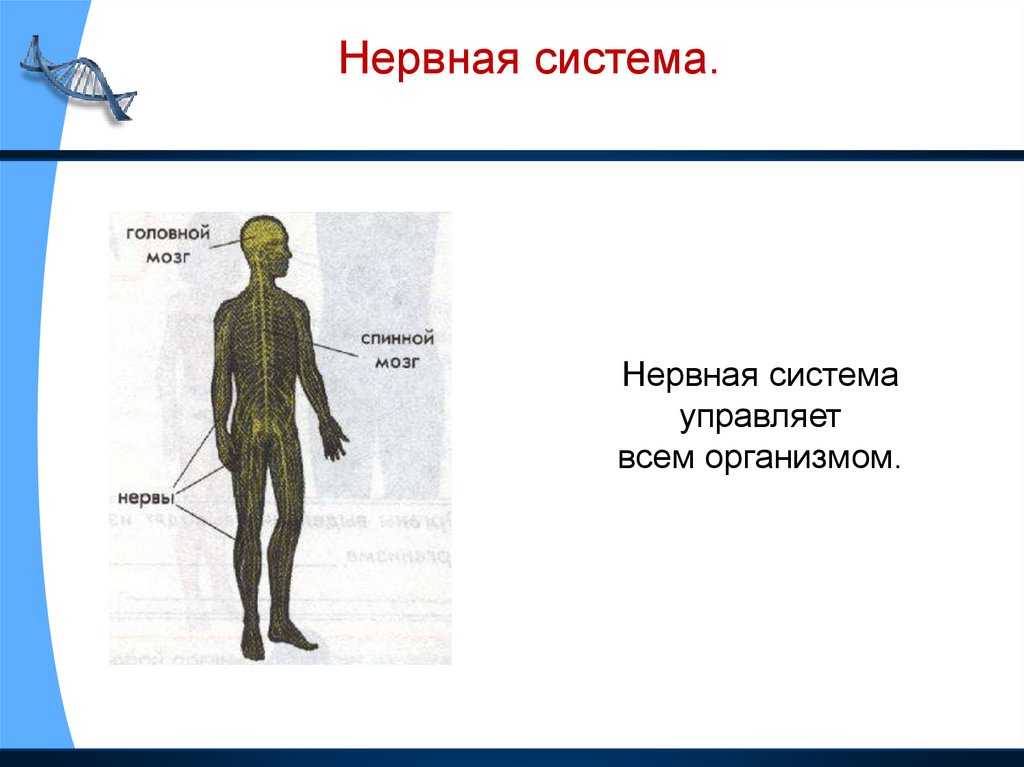 Презентация системы организма человека