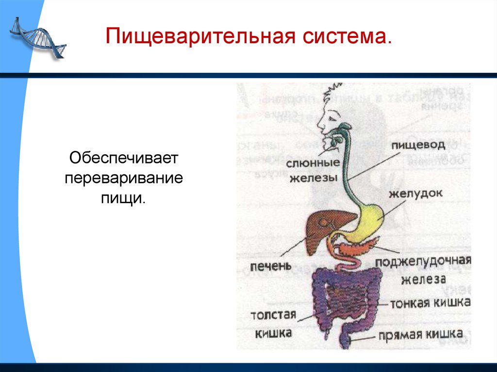 Органы пищеварительной системы человека презентация