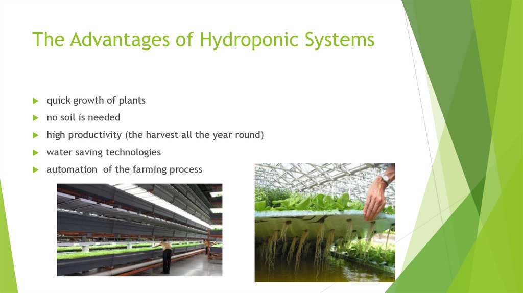 The Advantages of Hydroponic Systems
