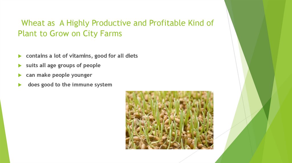 Wheat as A Highly Productive and Profitable Kind of Plant to Grow on City Farms