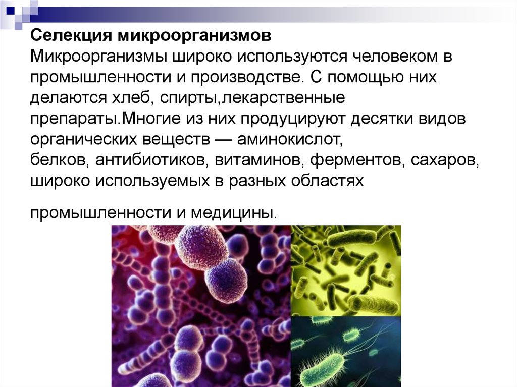 Бактерии примеры болезней. Методы селекции микроорганизмов 9 класс. Селекция штаммов микроорганизмов.