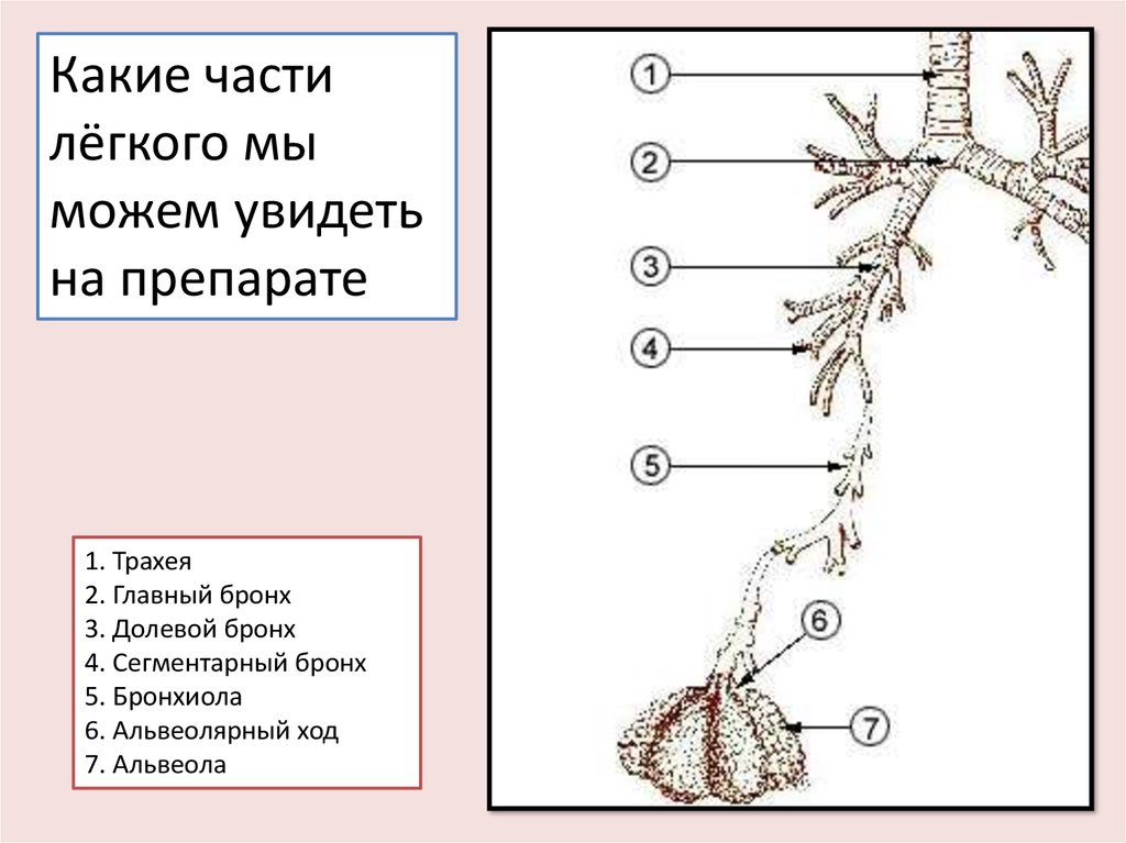 У кита альвеолярные легкие. Строение альвеолярного дерева. Бронхиальное и альвеолярное дерево. Схема альвеолярного дерева. Бронхи и бронхиолы.