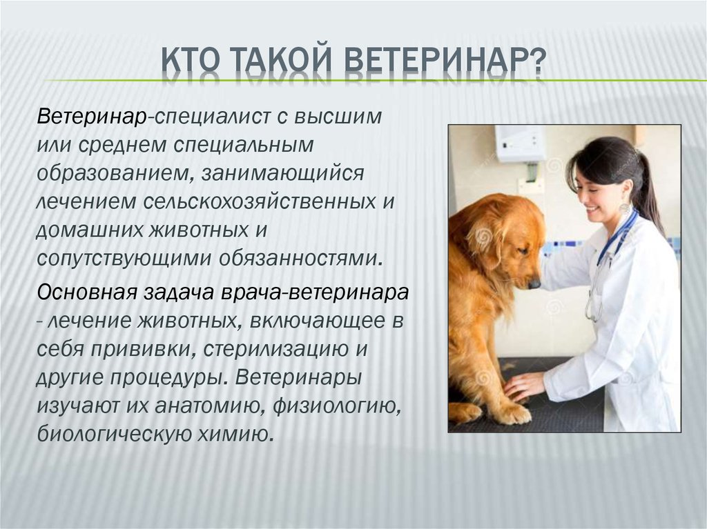 Кто такой ветеринар?
