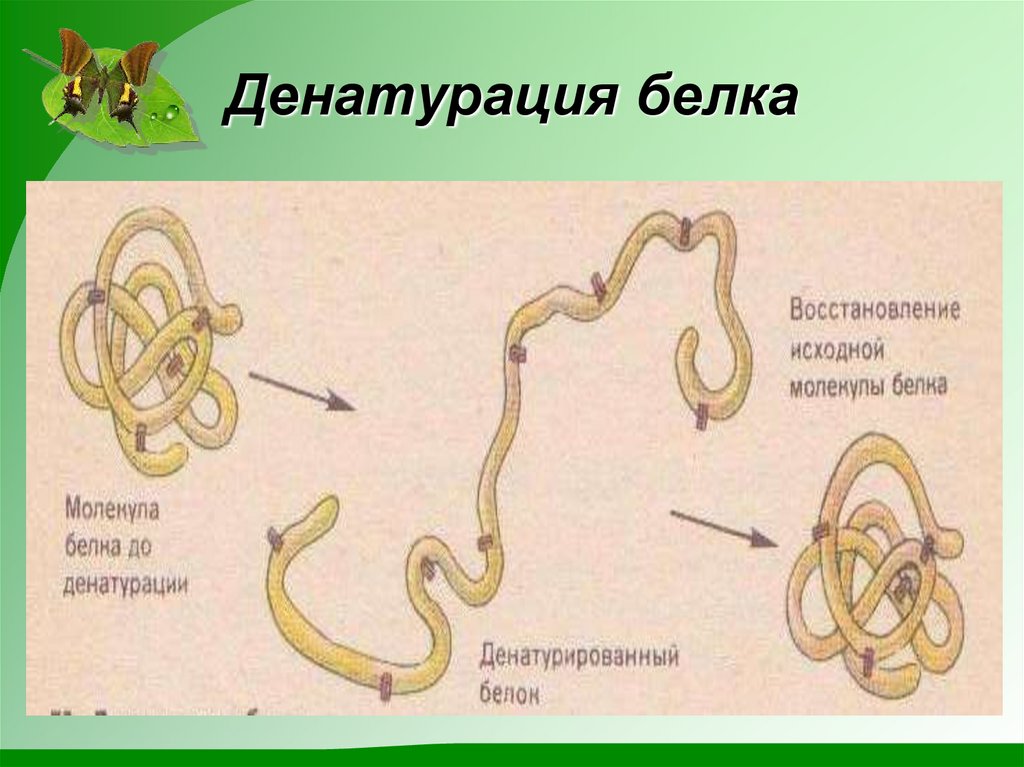 Схема денатурации белка