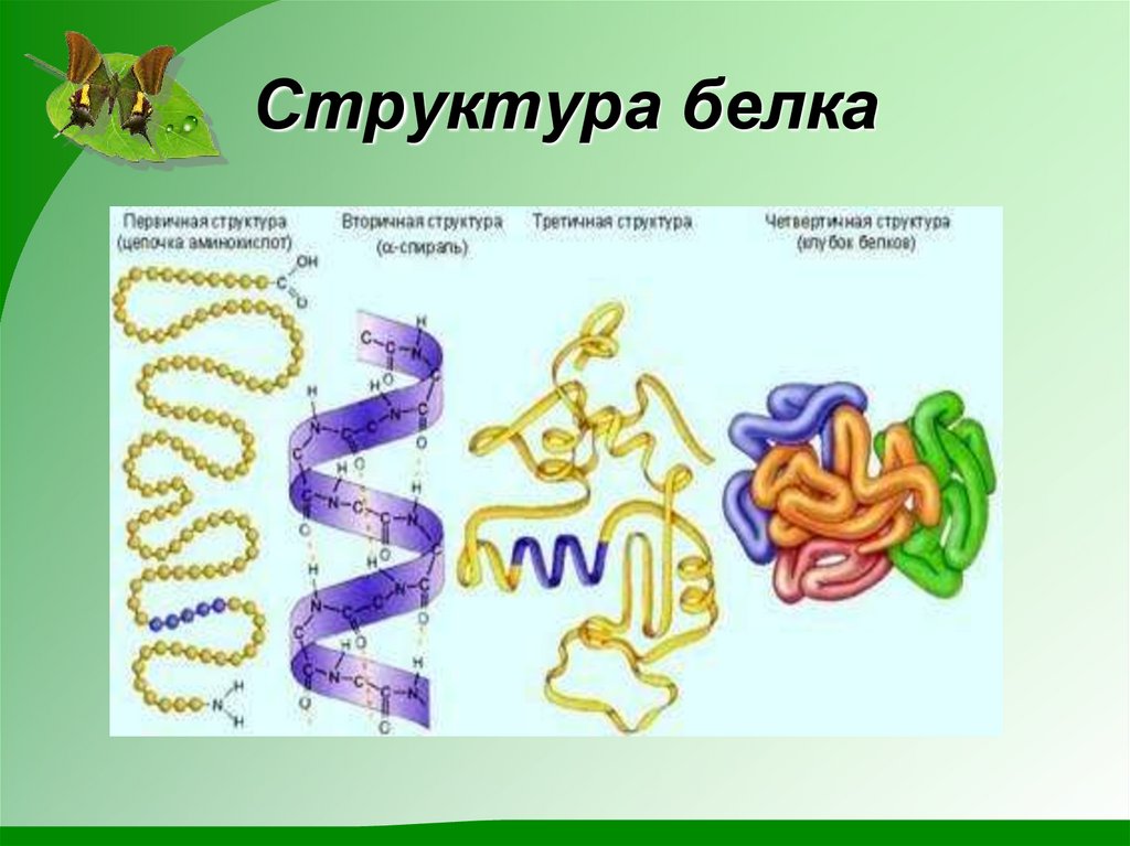 Обмен белков состав. Белок первичная структура вторичная третичная. Структуры белка. Белки структура. Первичная структура белка.