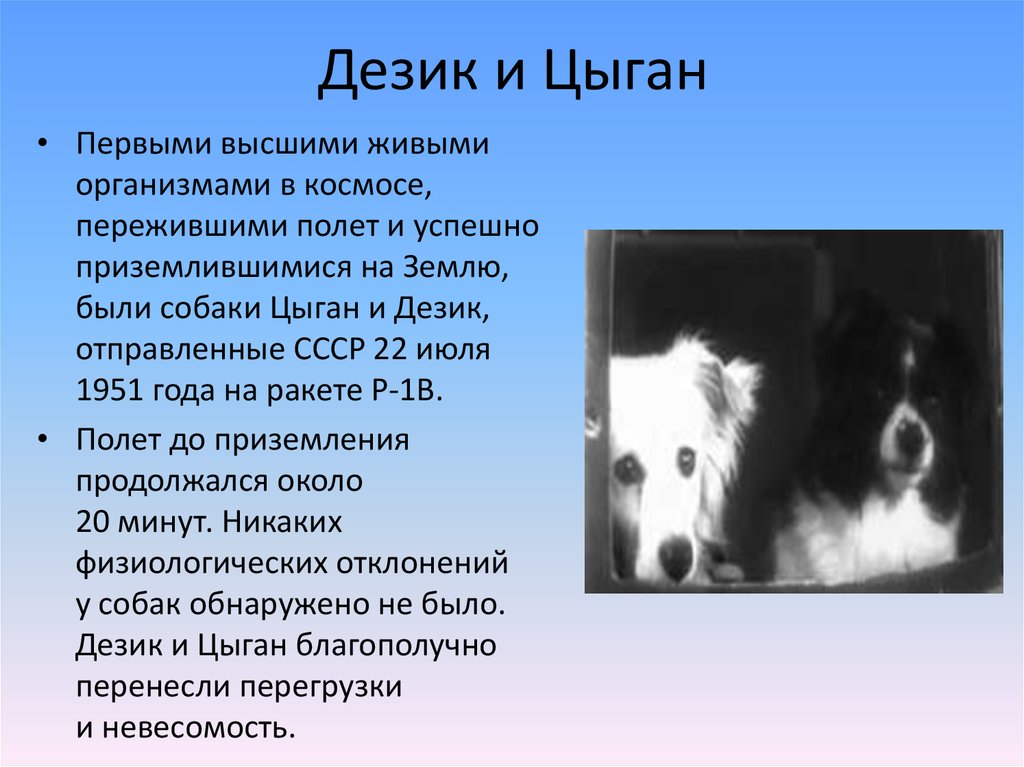 Животные в космосе текст. Собаки цыган и дезик в космосе. Первые животные в космосе цыган и дезик. Первые собаки полетевшие в космос дезик и цыган. Белка и стрелка цыган и дезик.