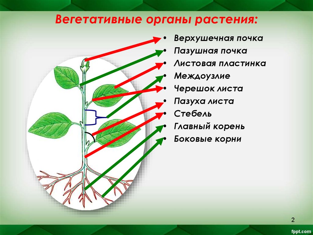 Подготовка по огэ по биологии растения презентация