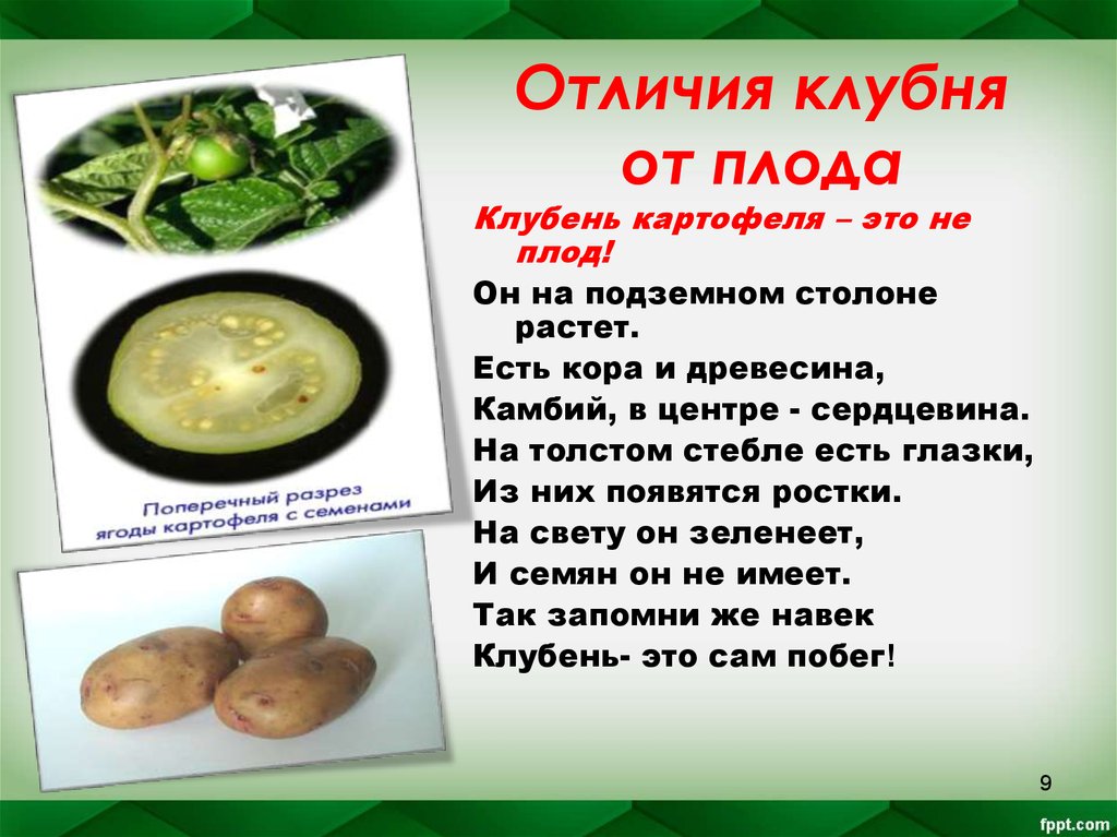 Чем отличается клубень