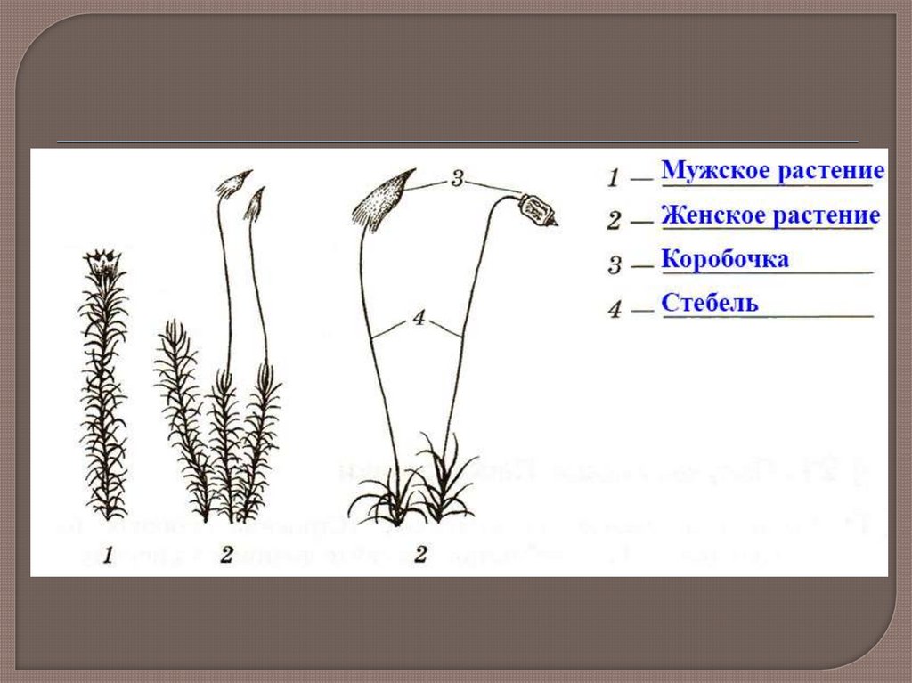 Что обозначено цифрами на рисунке растения. Внешнее строение кукушкиного льна. Лабораторная работа строение мха. Лабораторная работа Кукушкин лен мхи. Строение Кукушкина льна и сфагнума лабораторная.