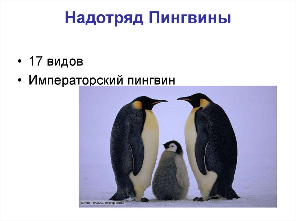 Надотряд Пингвины