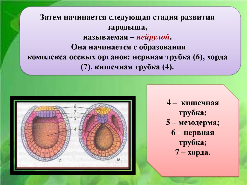 Первая стадия зародышевого развития в результате которой