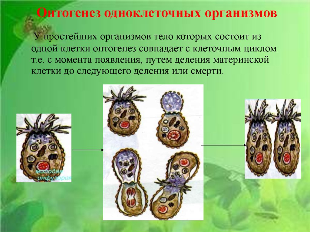 Индивидуальный организм. Онтогенез одноклеточных. Онтогенез многоклеточных. Онтогенез многоклеточных организмов. Индивидуальное развитие организма презентация.