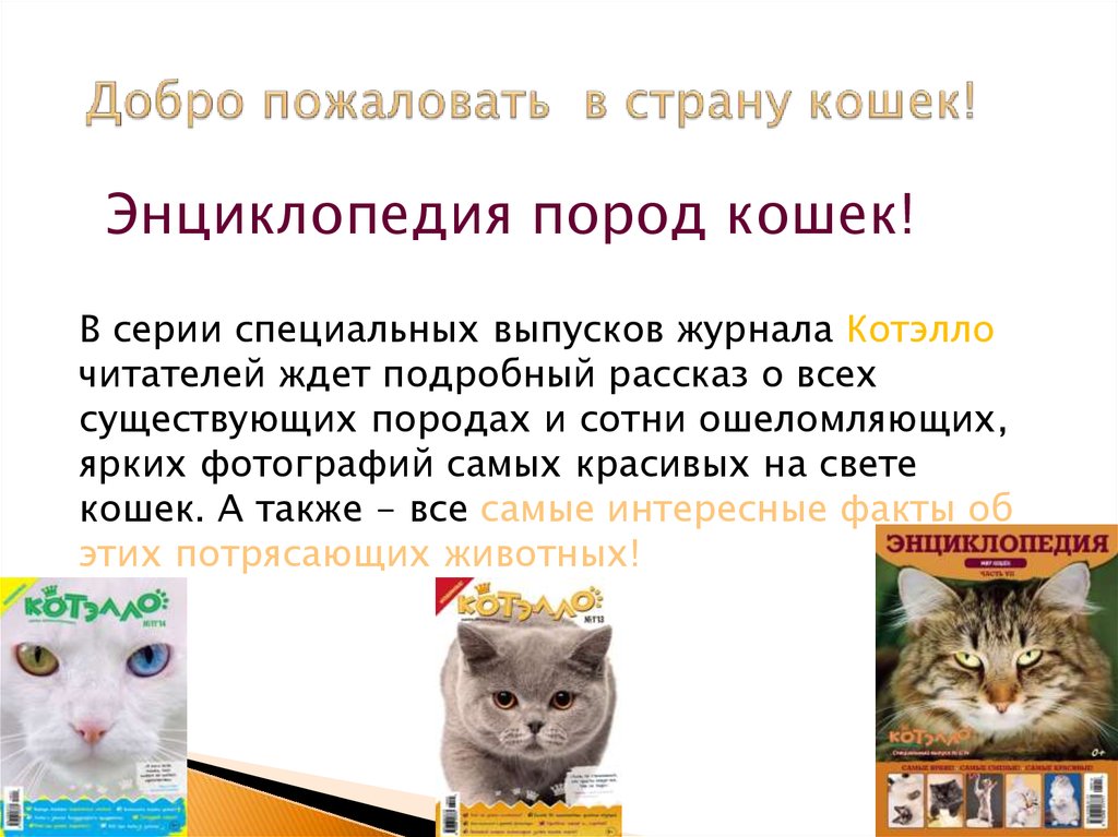 Кошки презентация 7 класс