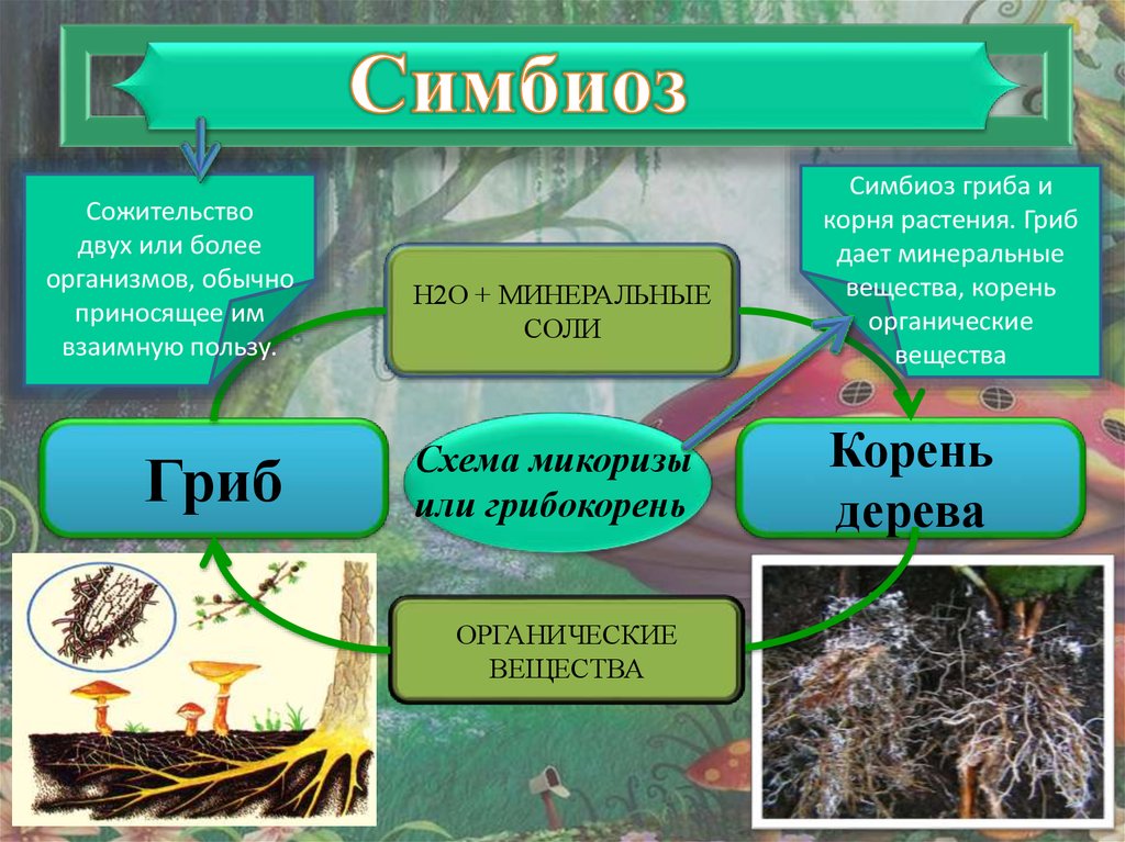 Симбиоз гриба и растения. Симбиоз растений и грибов примеры. Растения симбионты. Примеры симбиоза у растений