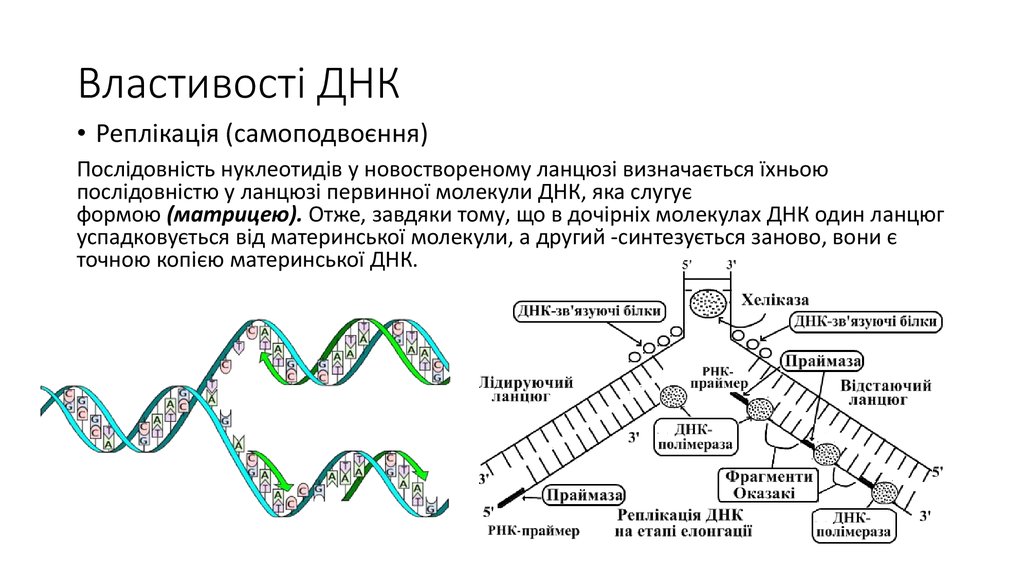 Властивості ДНК