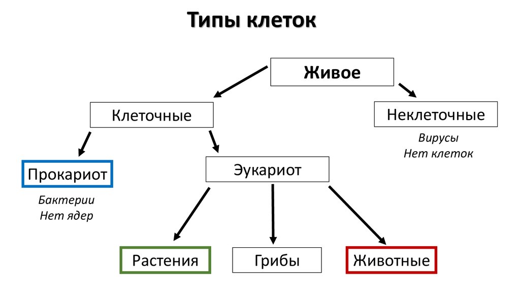 Презентация на тему ядро прокариоты и эукариоты 10 класс