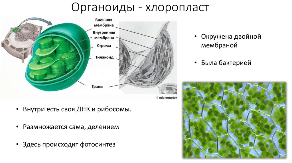 Хлоропласт рисунок в клетке