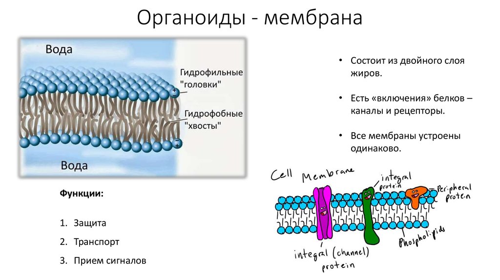 Изображенный на рисунке органоид образуется из мембран эпс мембраны этого органоида способны