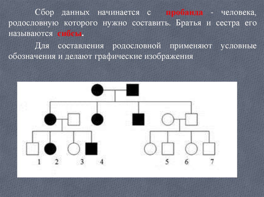 Презентация генеалогический метод исследования