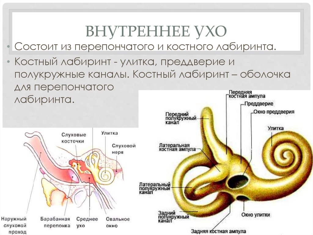 Внутреннее ухо выполняет. Костный Лабиринт внутреннего уха (улитка). Перепончатый Лабиринт улитки внутреннего уха. Костный Лабиринт органа слуха. Костный Лабиринт внутреннего уха преддверие.
