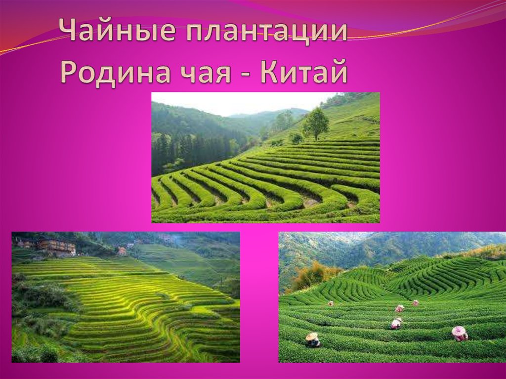 Чайные плантации Родина чая - Китай