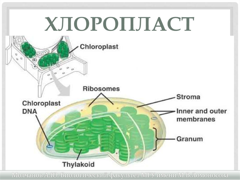 Хлоропласт состоит из цистерн