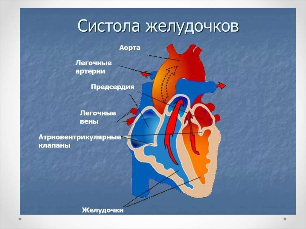 Во время систолы предсердий открыты. Физиология сердца систола желудочков. Атриовентрикулярные клапаны и полулунные клапаны. Строение сердца атриовентрикулярный клапан. Клапаны сердца атриовентрикулярный полулунный.