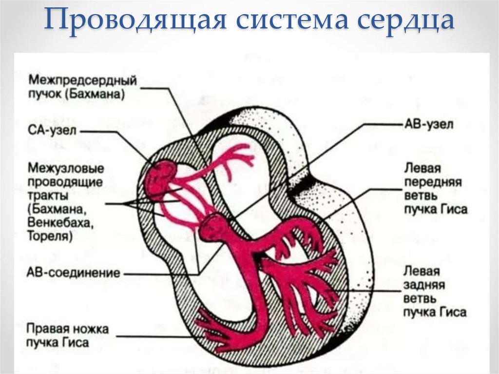 Рисунок проводящая система сердца с подписями