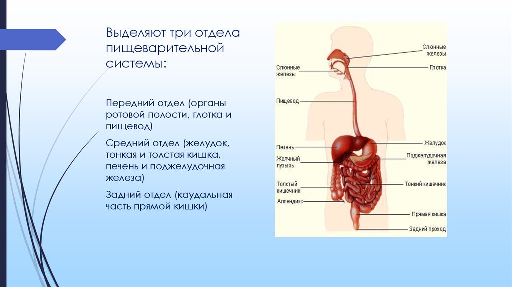 В какую систему органов входит пищевод. Пищеварительная система человека отдел системы. Передний средний и задний отделы пищеварительной системы. Функции переднего отдела пищеварительной системы. Строение переднего отдела пищеварительной системы.