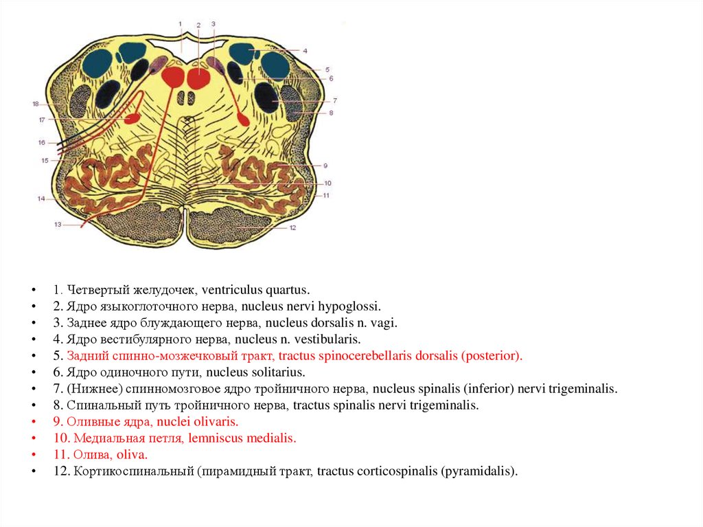 Какие ядра в черепных нервах