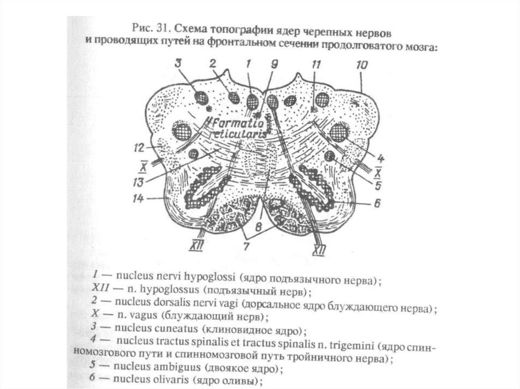 Продолговатый мозг серое вещество ядра. Продолговатый мозг серое вещество схема. Улитковые ядра продолговатого мозга. Внутреннее строение продолговатого мозга серое вещество схема. Поперечный срез продолговатого мозга ядра.